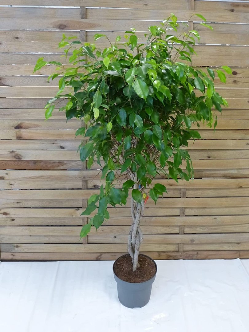 XL Ficus benjamini "Exotica" 140 cm/Hochstamm geflochten/Zimmerpflanze