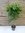 XL Ficus benjamini "Exotica" 160 cm/Hochstamm geflochten/Zimmerpflanze