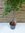XL Ficus benjamini "Exotica" 160 cm/Hochstamm geflochten/Zimmerpflanze