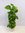 Epipremnum pinnatum - Efeutute 130 cm - Kletterpflanze // Zimmerpflanze