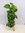 Epipremnum pinnatum - Efeutute 130 cm - Kletterpflanze // Zimmerpflanze