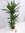 XL Dracaena de Warneckii 150 cm - 3er Tuff - Drachenbaum - // Zimmerpflanze