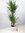 Yucca elephantipes 3er Tuff mit dicken Stämmen 140 cm/Zimmerpflanze Palme