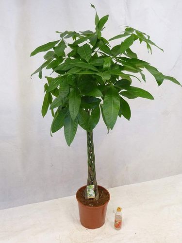 Pachira aquatica - Glückskastanie 150 cm - Topf 27 cm Ø // Zimmerpflanze