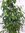 XL Ficus benjamini"Exotica" 150 cm/Zimmerpflanze