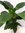 XXL Spathiphyllum"Sensation" - Einblatt mit Blüte ca. 120 cm/Zimmerpflanze