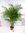 XL Goldfruchtpalme 190 cm - Areca Palme // Zimmerpflanze Zimmerpalme