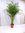 XL Goldfruchtpalme 190 cm - Areca Palme // Zimmerpflanze Zimmerpalme