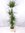 Dracaena marginata 190 cm 5er(!) Tuff / /Drachenbaum
