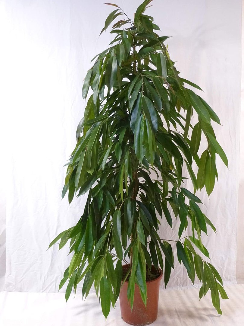 XL Ficus bin."Amstel King" - 160 cm/Zimmerpflanze ähnlich benjamini