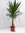 XL Yucca elephantipes 140-150 cm - dicker Stamm - / Yucca-Palme/Zimmerpflanze