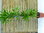 XXL Dracaena Golden Coast 4er Tuff 190 cm / Drachenbaum/Zimmerpflanze