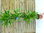 XXL Dracaena Golden Coast 4er Tuff 190 cm / Drachenbaum/Zimmerpflanze