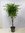 Ficus benjamini"Exotica" Hochstamm geflochten 140/150 cm // Büro- und Zimmerpflanze