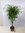 Ficus benjamini"Exotica" Hochstamm geflochten 140/150 cm // Büro- und Zimmerpflanze
