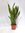 XXL Sansevieria"laurentii" 100-120 cm - Pot 30 cm Ø - Bogenhanf - Schwiegermutterzunge/Zimmerpflanze