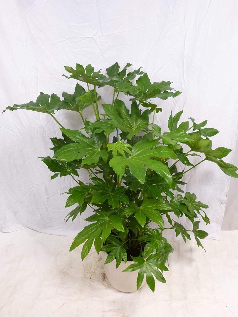 zimmeraralie - fatsia japonica 120/140 cm - viele triebe - dichter  wuchs/zimmerpflanze