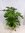 Zimmeraralie - Fatsia japonica 120/140 cm - viele Triebe - dichter Wuchs/Zimmerpflanze
