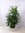 XL Rhapis excelsa - Steckenpalme - 130 cm // Zimmerpflanze (auch für dunkle Ecken)