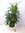 XL Rhapis excelsa - Steckenpalme - 130 cm // Zimmerpflanze (auch für dunkle Ecken)