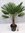 Trachycarpus fortunei - Winterharte Palme 150 cm - Stamm 40 cm