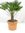 Trachycarpus wagnerianus - Winterharte Palme 70 cm - Stamm 10/20 cm = Wagner Palme -18°C robuster a