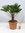 Trachycarpus wagnerianus - Winterharte Palme 70 cm - Stamm 10/20 cm = Wagner Palme -18°C robuster a