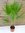 Washingtonia filifera 160 cm / 3-er Gruppe - Petticoat Palme