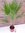 Washingtonia filifera 160 cm / 3-er Gruppe - Petticoat Palme