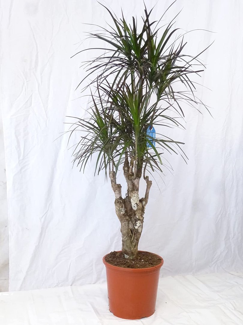 XXL Dracaena marginata"magenta" 160 cm - Drachenbaum - verzweigt mit dickem Stamm // Zimmerpflanze
