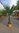 - Winterharte Palme - Trachycarpus fortunei "Chinesische Hanfpalme" 180 cm, Stamm 60 cm