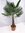 - Winterharte Palme - Trachycarpus fortunei "Chinesische Hanfpalme" 180 cm, Stamm 60 cm