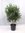 Olivenbaum"Olea europea" Halbstamm mit breiter Krone 160 cm - kräftiger Stamm (15 cm Umfang)