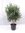 Olivenbaum"Olea europea" Halbstamm mit breiter Krone 160 cm - kräftiger Stamm (15 cm Umfang)