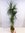 XXL Dracaena marginata 180 cm / 4er(!) Tuff // Drachenbaum