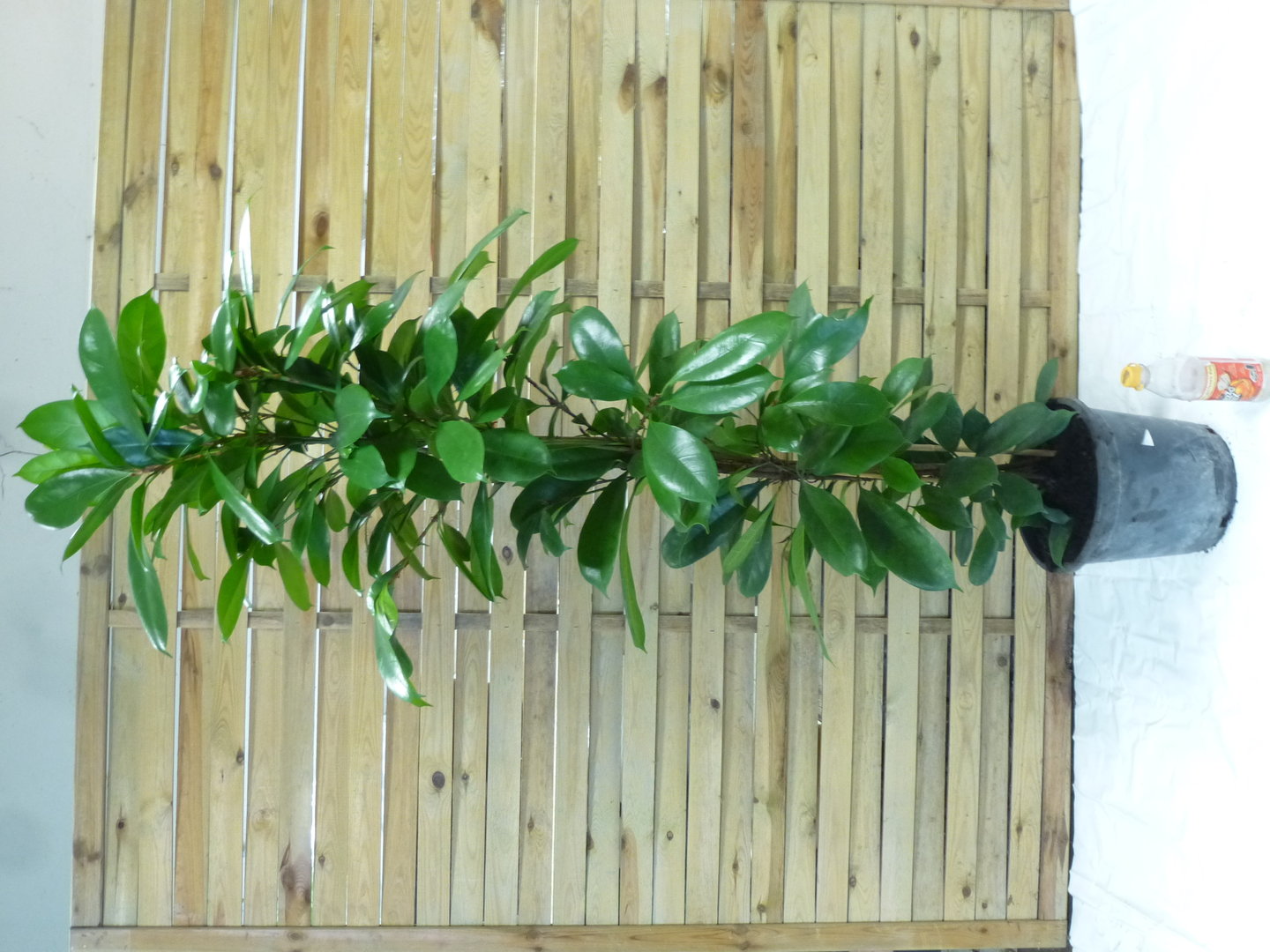 XXL Ficus cyathistipula - 180 cm / Afrikanische Feige / Zimmerpflanze