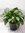 Aglaonema "silver bay" 80 cm - Pot 35 cm Kolbenfaden / Zimmerpflanze