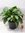 Aglaonema "silver bay" 80 cm - Pot 35 cm Kolbenfaden / Zimmerpflanze