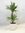 Dracaena de "Warneckei" / 2er Tuff 95 cm / Drachenbaum / Zimmerpflanze
