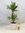Dracaena de "Warneckei" / 2er Tuff 95 cm / Drachenbaum / Zimmerpflanze