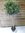 Olea europea - Olivenbaum - Hochstamm 160 cm