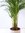 Goldfruchtpalme 130-150cm Chrysalidocarpus lutescens - "Areca Palme" / Zimmerpalme