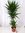 Yucca elephantipes 180 cm - 3er Tuff // Zimmerpflanze - Yucca Palme