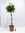 XXL Schefflera arboricola 160(!) cm - Hochstamm geflochten - Strahlenaralie/Zimmerpflanze