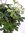 XXL Schefflera arboricola 160(!) cm - Hochstamm geflochten - Strahlenaralie/Zimmerpflanze