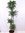 Dracaena White Stripe 180 cm - Drachenbaum 4er Tuff - // Zimmerpflanze