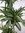 Dracaena White Stripe 180 cm - Drachenbaum 4er Tuff - // Zimmerpflanze