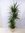 Dracaena marginata 160 cm / 4er(!) Tuff // Drachenbaum