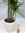 Dracaena marginata 160 cm / 4er(!) Tuff // Drachenbaum