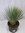 Yucca rostrata 90-100 cm - Pot 32 cm Ø - Winterharte Palme -